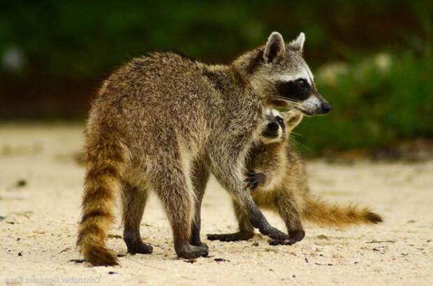 какие уши у енота. Смотреть фото какие уши у енота. Смотреть картинку какие уши у енота. Картинка про какие уши у енота. Фото какие уши у енота какие уши у енота. Смотреть фото какие уши у енота. Смотреть картинку какие уши у енота. Картинка про какие уши у енота. Фото какие уши у енота