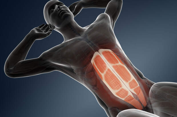 Прямая мышца живота — анатомия и функции
