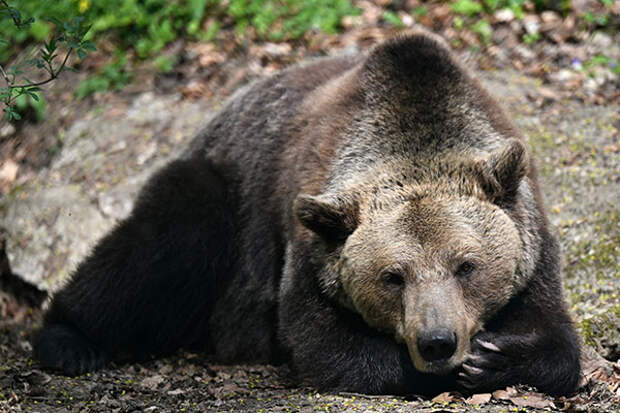 В США медведь украл в магазине конфеты и вернулся, чтобы взять еще