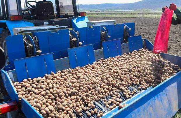 В Приморье аграрии выполнили план по картофелю на 80%