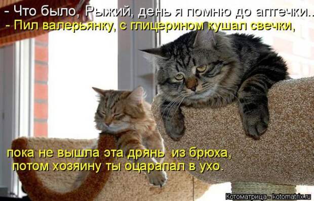 Лучшие котоматрицы недели (50 фото)