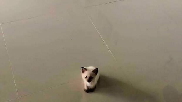 Смешные и растерянные маленькие котята в большом мире. Выпуск 2