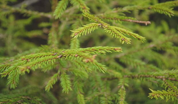 В Сарапуле планируют создать лесопитомник