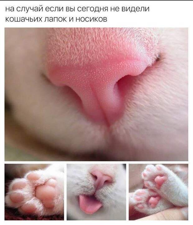 прикольные картинки ржачные