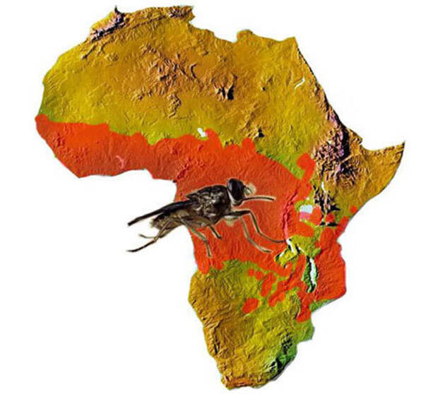 Проклятье Африки: как муха цеце предопределила экономическое отставание континента