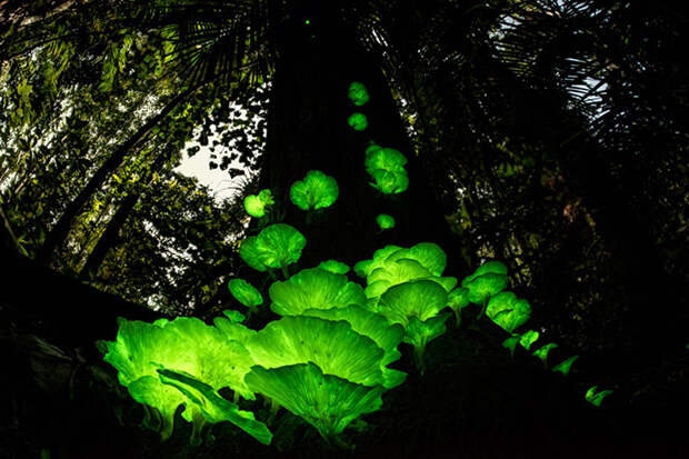 Магия грибов. / Фото: Юрген Фройнд (Германия / Австралия)