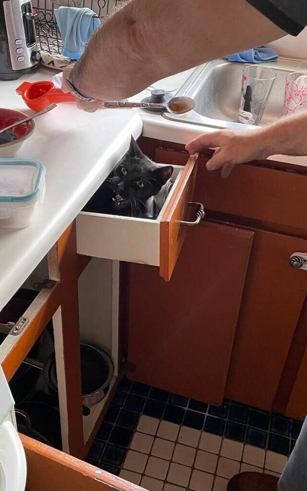 Мы услышали мяуканье на кухне