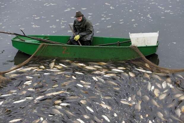 Традиционная ловля карпа в Чехии рыба, рыбак, рыбалка, чехия