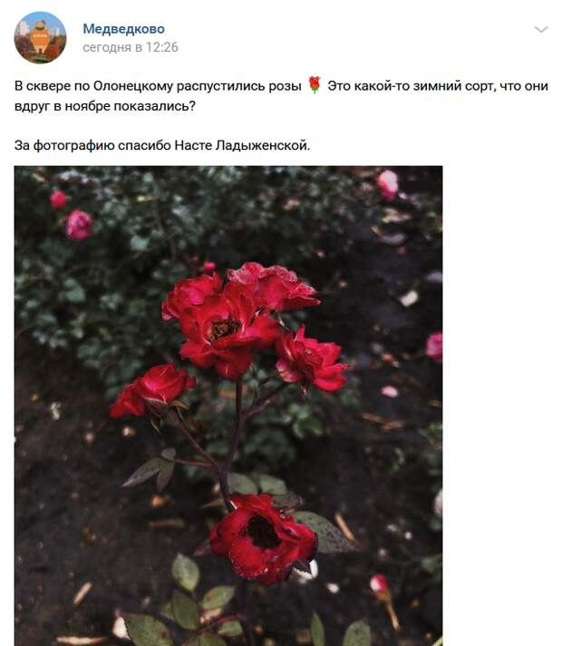 Фото дня: жительница Медведкова запечатлела ноябрьские розы
