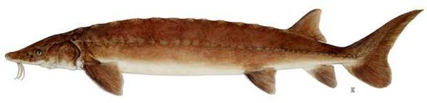 Озерный осетр (Acipenser fulvescens), рисунок рыбы картинка