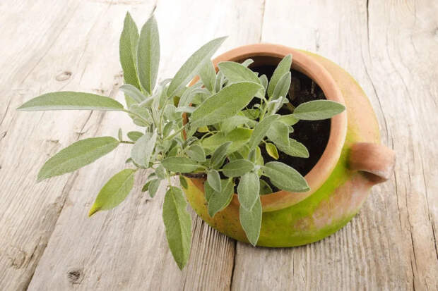 Получите ароматные листья в конце весны: 6 трав, которые стоит начать выращивать из семян уже сейчас