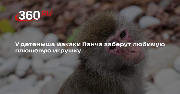 The Tab: у детеныша макаки Панча заберут его игрушку ради интеграции в стаю