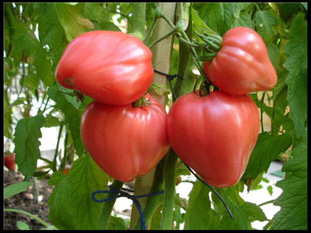 крупноплодные сорта помидоров