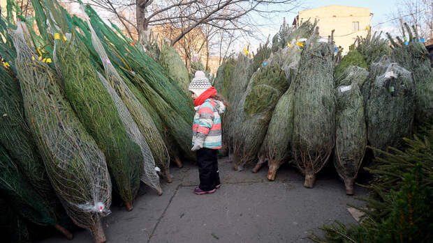 Биолог Трофимова: купленная в официальной точке живая ель безопасна для дома