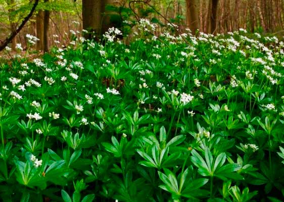 Лекарственное растение Ясменник душистый (Galium odoratum)