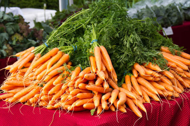 Собранная морковь в пучках
