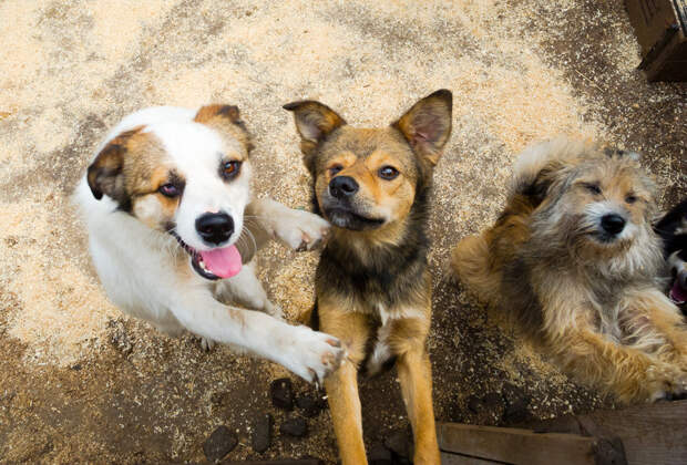 dog1