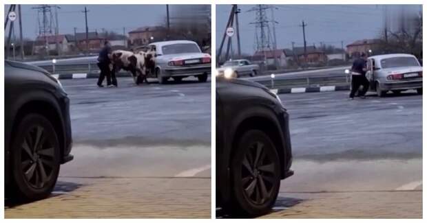 Во Владикавказе мужик посадил в Волгу двух коров и бычка — к удивлению, все поместились