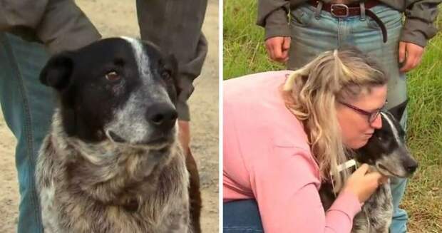 В Австралии пес по кличке Макс спас заблудившуюся девочку