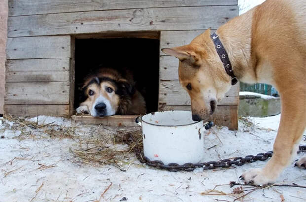 Ветврач Немцева объяснила, почему собак нельзя держать на привязи у дома