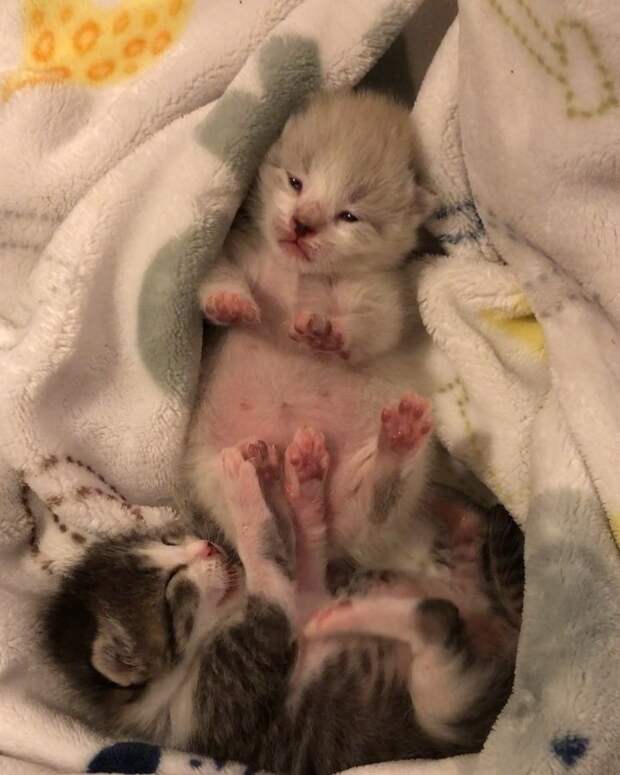 Без кота и жизнь не та