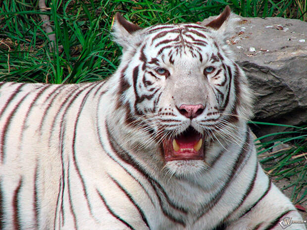 На бенгальских тигров, в пироде никакие животные специально не охотятся