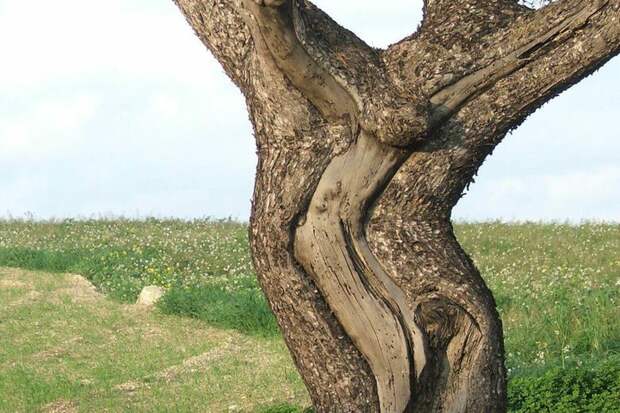 Дерево Иисуса Христа (Дерево Распятия) , Мальта бывает же такое, деревья, жизнь, интересное, растения, факты