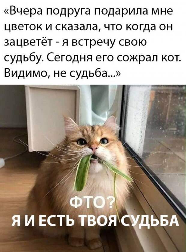 1582930707_jumor-14.jpg