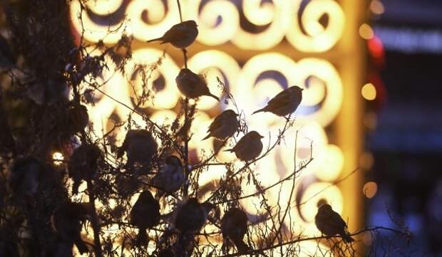 Облачная погода и до 7 градусов мороза ожидаются в Москве 30 декабря