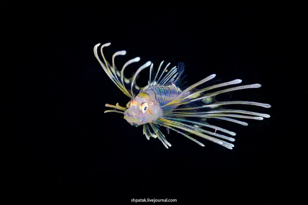 ����� ��������