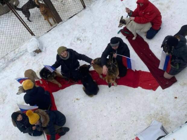 Бездомных собак выстроили буквой Z в поддержку спецоперации на Украине