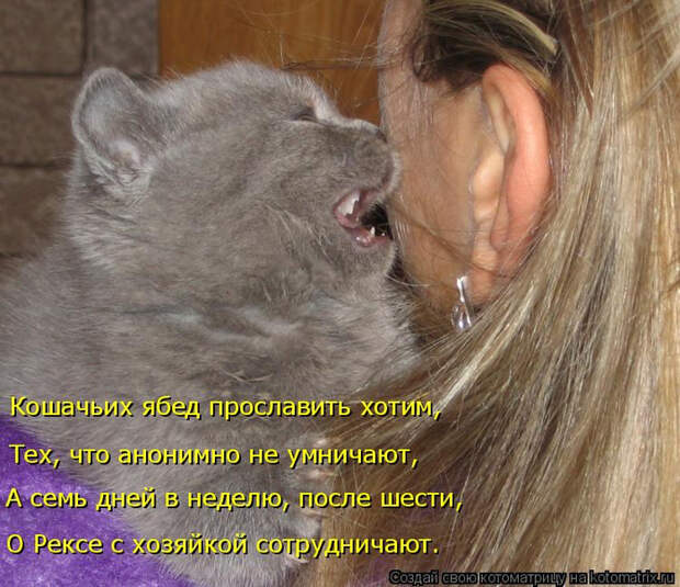 kotomatritsa_kT (700x604, 445Kb)