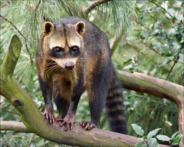 какие уши у енота. Смотреть фото какие уши у енота. Смотреть картинку какие уши у енота. Картинка про какие уши у енота. Фото какие уши у енота какие уши у енота. Смотреть фото какие уши у енота. Смотреть картинку какие уши у енота. Картинка про какие уши у енота. Фото какие уши у енота