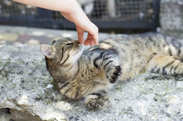 кошка в доме