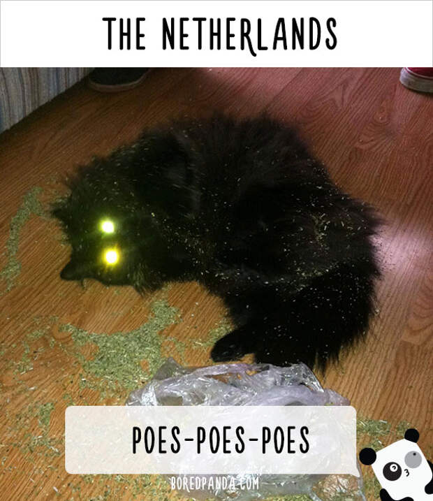 How People Call Cats In The Netherlands