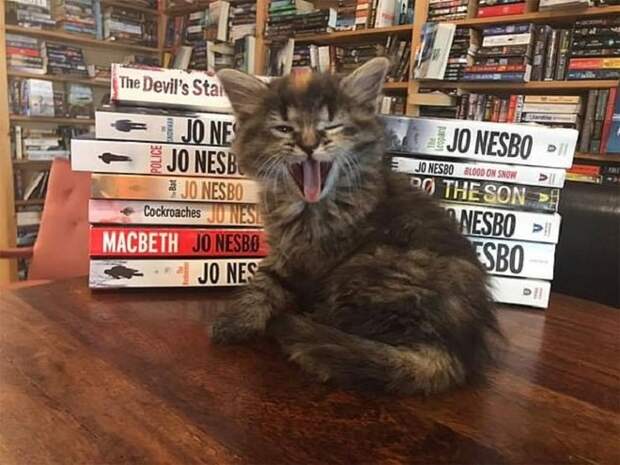Зевающий котенок Котенок зевает