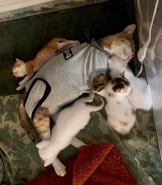 Кошка в комбинезоне Кошка спит