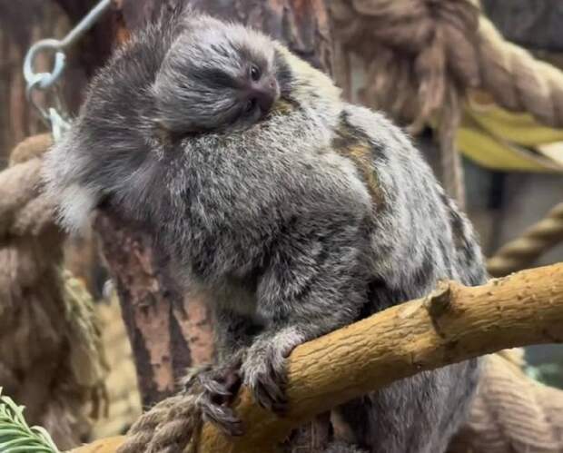 В Ленинградском зоопарке пополнение: у игрунок родился малыш