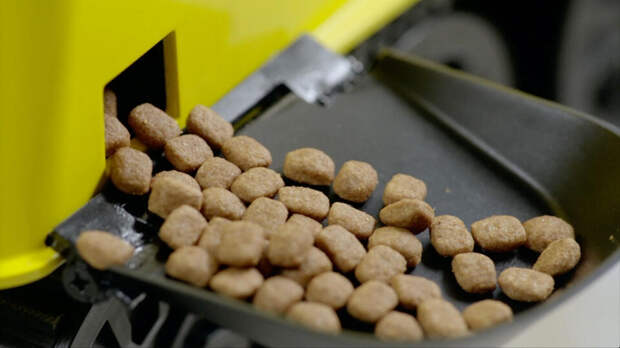 Умные кормушки могут навредить здоровью питомцев