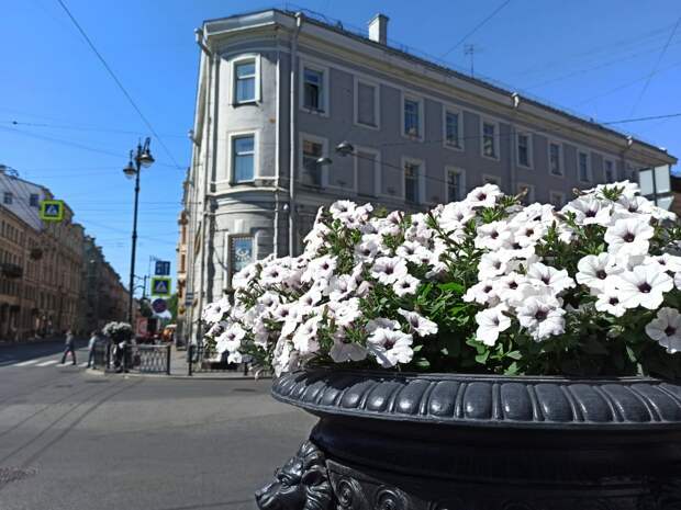 МО Смольнинское потратит на уборку дворов и благоустройство 46 млн