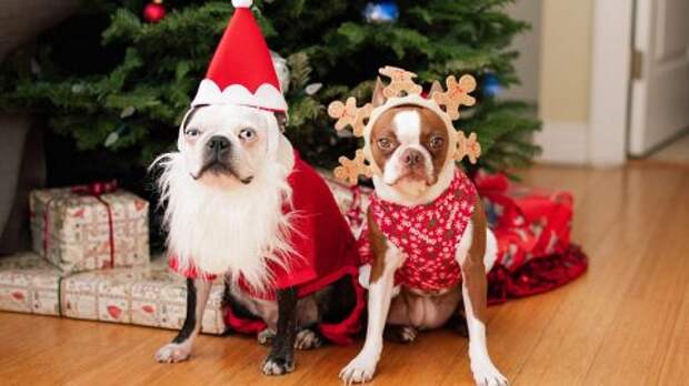 Две собаки в новогодних костюмах