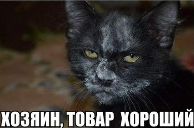 30 веселых фотографий с животными 30 веселых фотографий с животными