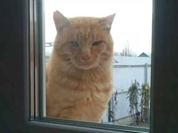 Тощий больной кот постоянно подходил к окну и смотрел, как живут люди
