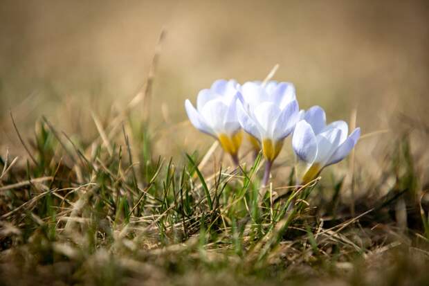 Аномально-жаркая погода ожидается в Тульской области с 1 по 5 апреля