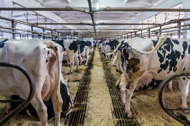 Глава Россельхознадзора заявил о мутации пастереллеза в Новосибирской области