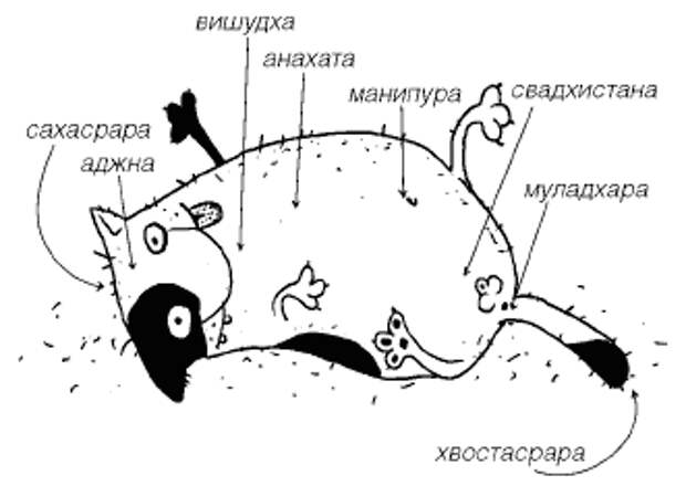 Схема кота прикол