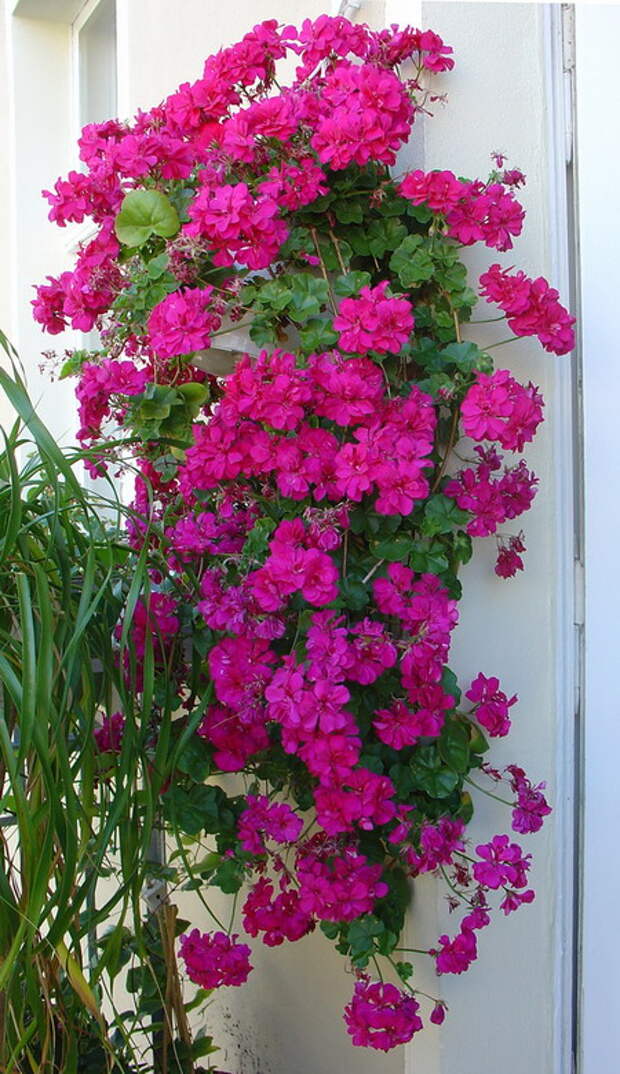 flowers-on-balcony-details2.jpg