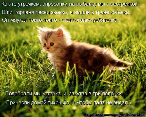 Новая котоматрица недели (39 фото)