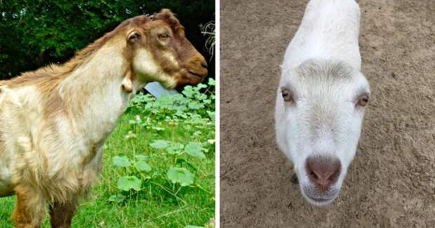 Необычные породы домашних и фермерских животных