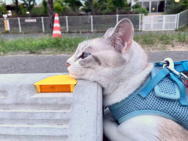 Котикам нравится лежать на парковочных барьерах